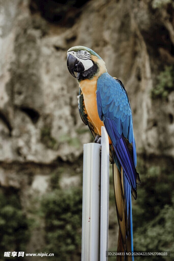 蓝黄金刚鹦鹉栖息于杆上