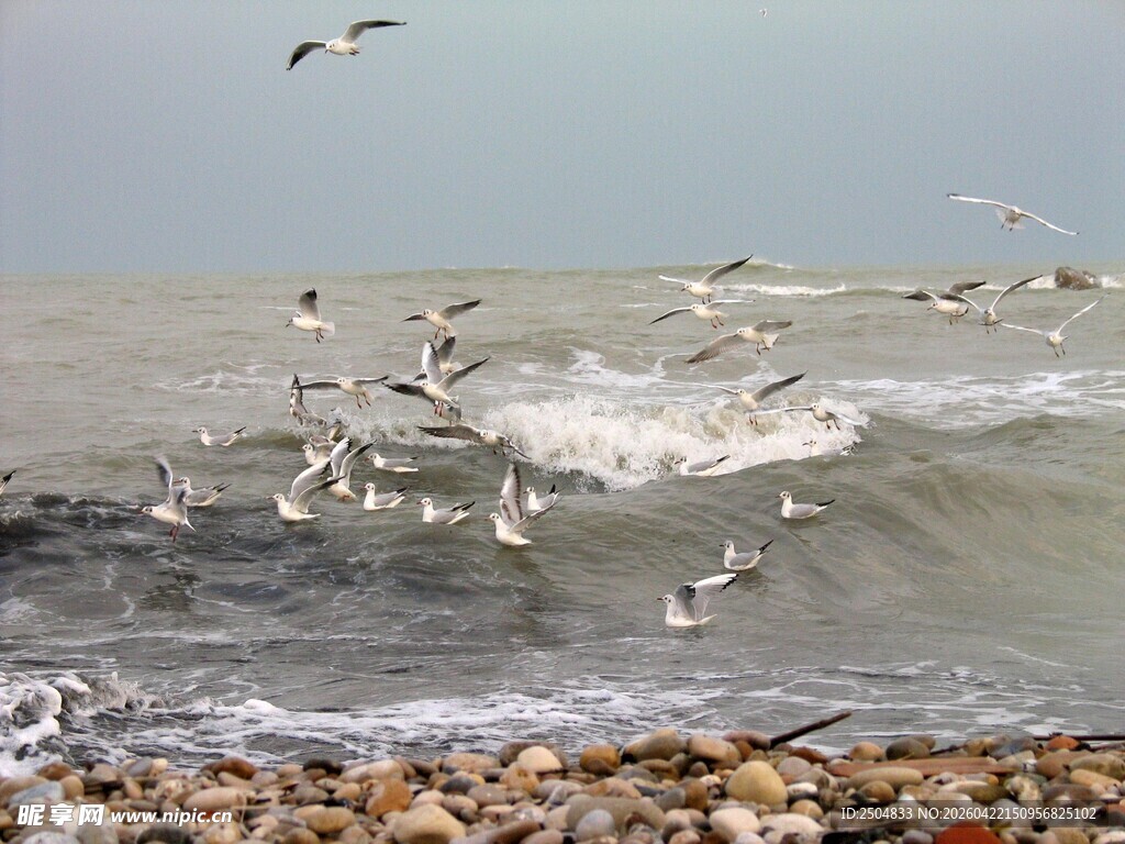 海边群鸥戏浪场景