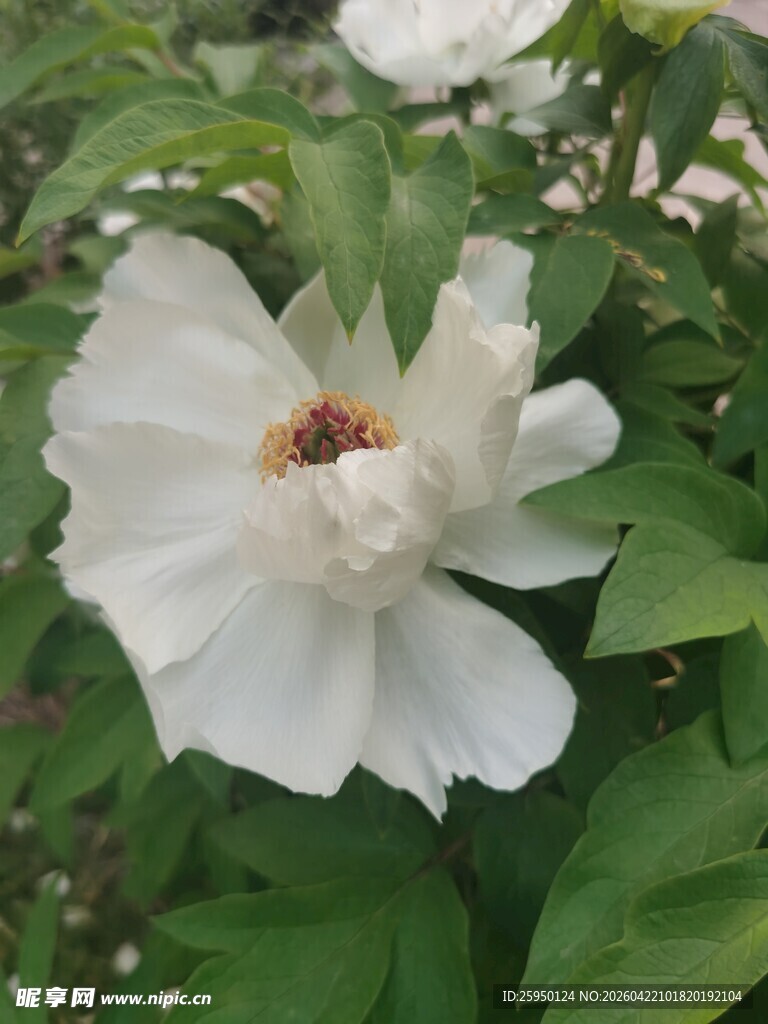 白色绽放牡丹