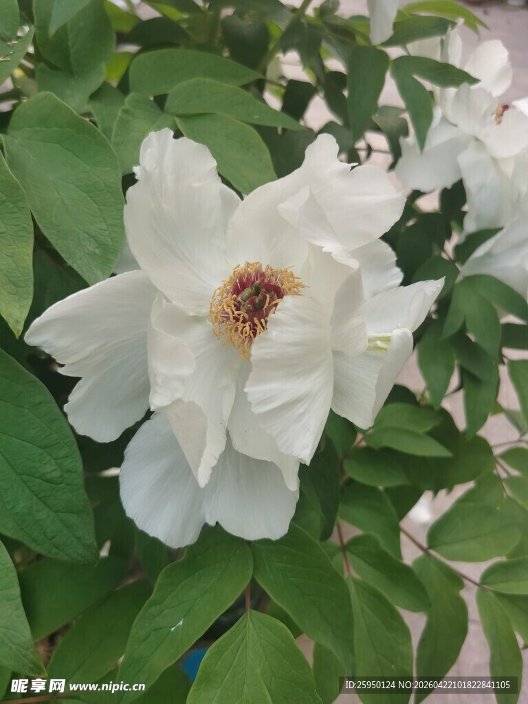 洁白绽放的娇艳白牡丹花