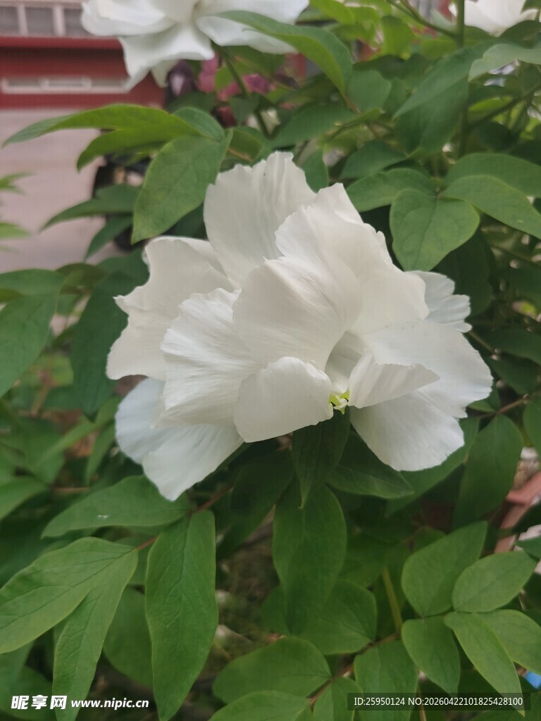 洁白绽放的单朵牡丹花