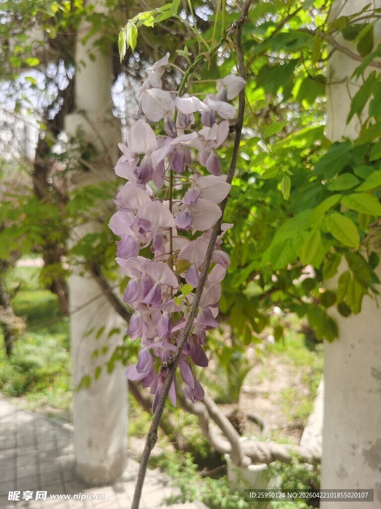 紫藤花绽放于绿意间