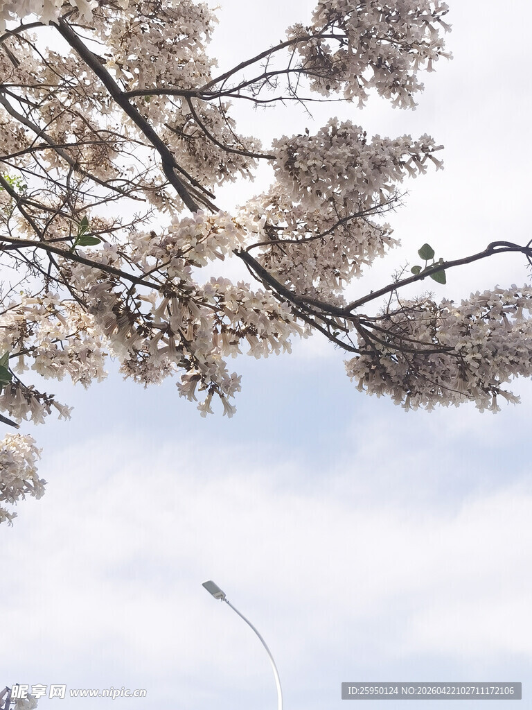 枝头繁花