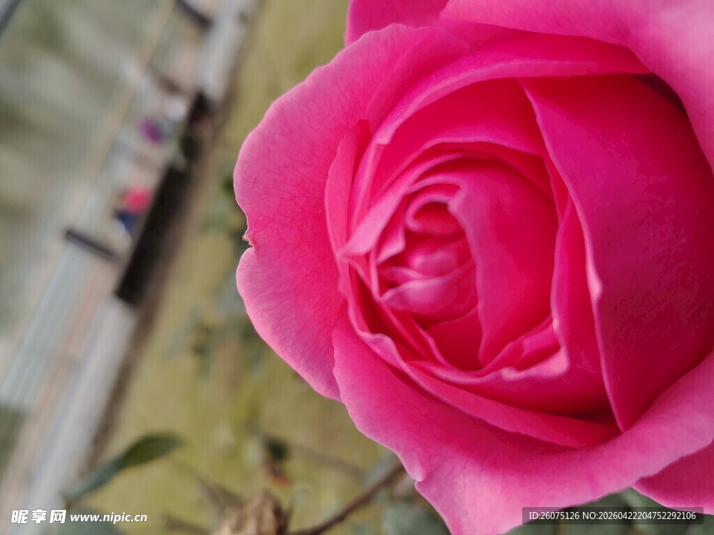 娇艳粉色玫瑰特写