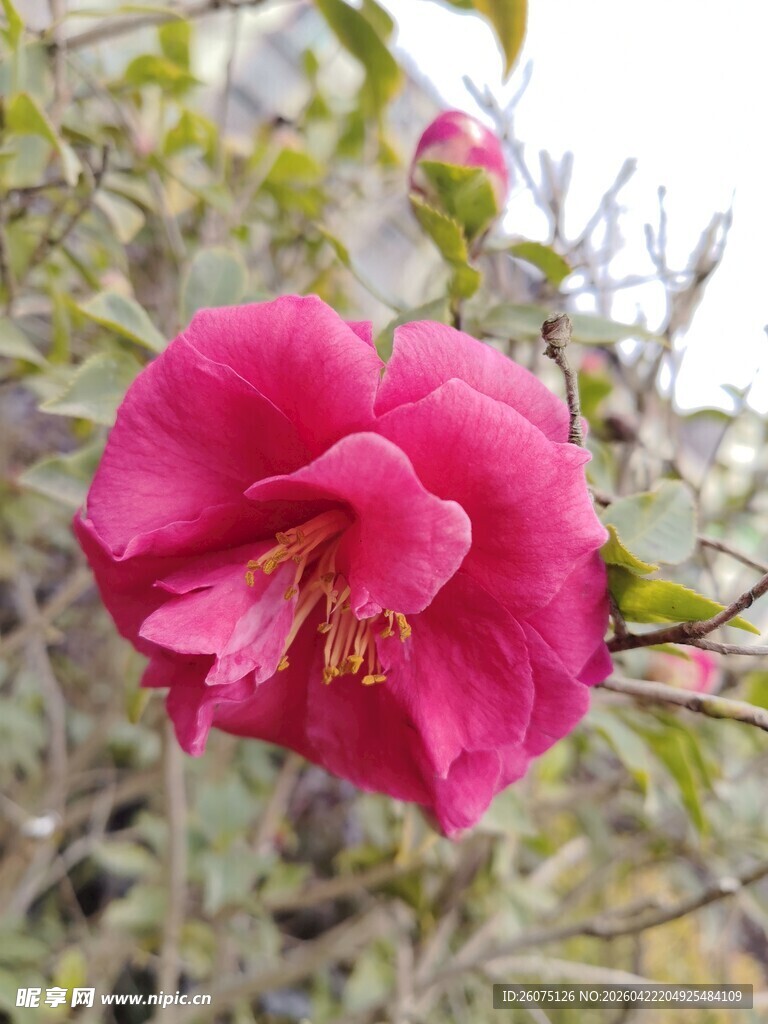 娇艳盛开的粉红色山茶花