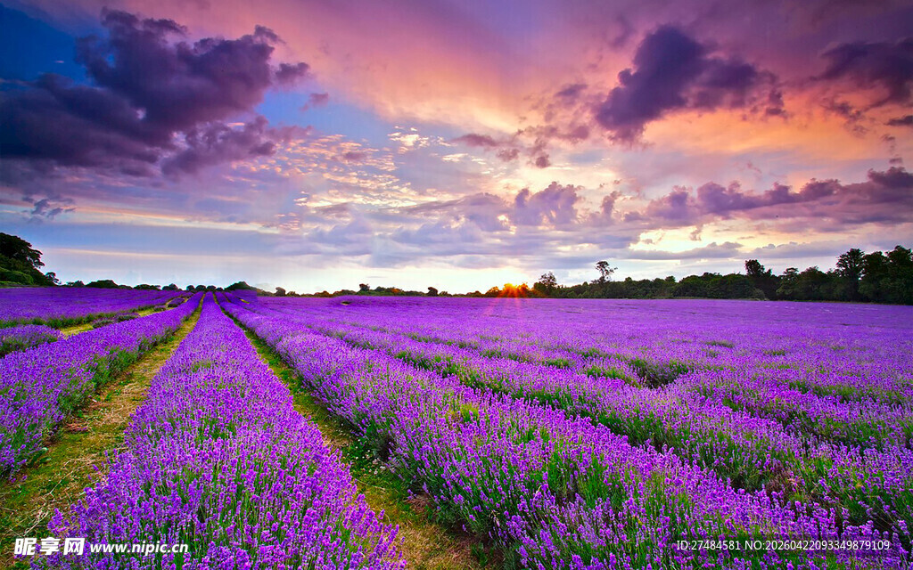 紫色薰衣草田的浪漫黄昏