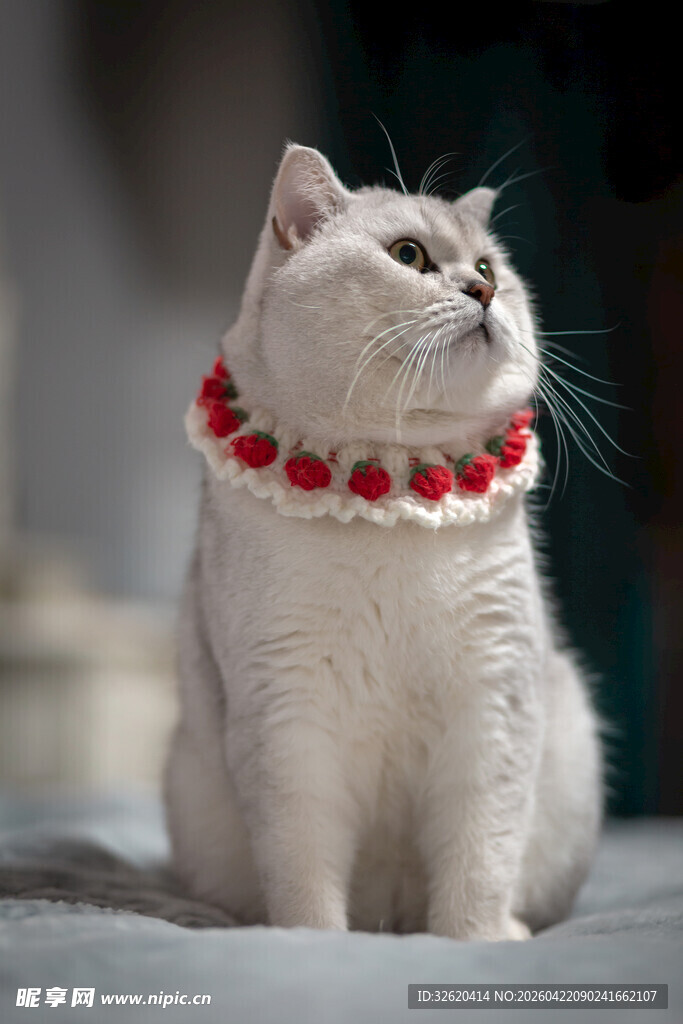 戴珠链的优雅猫咪