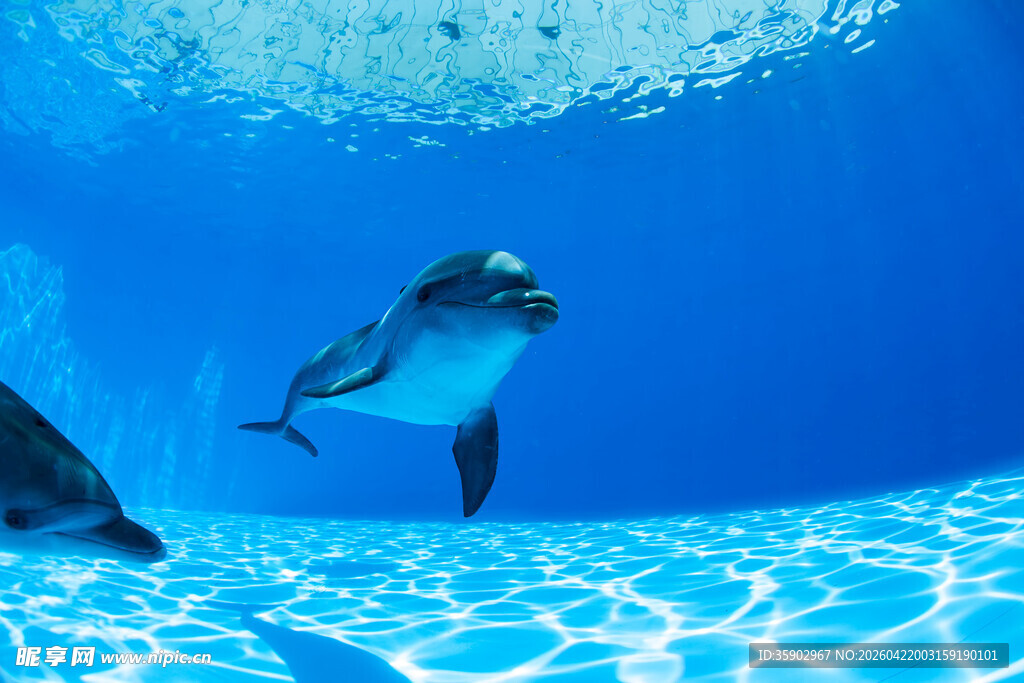 水中嬉戏的可爱海豚