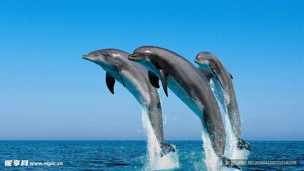 海豚跃出蔚蓝海面