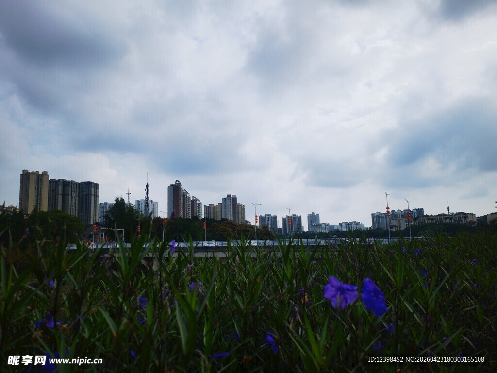城市边的草地与紫色小花