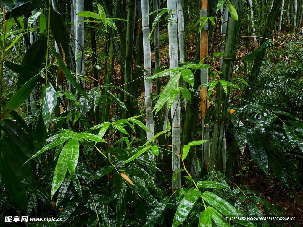 茂密竹林中的翠绿景致