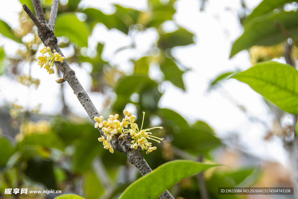 枝头绽放的桂花