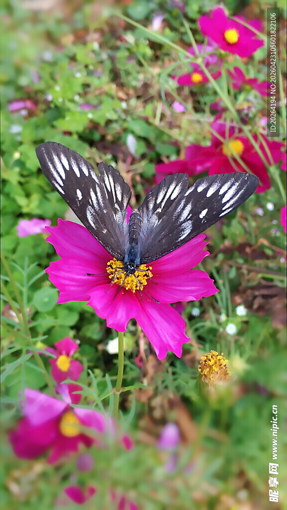 花丛中停歇的美丽蝴蝶