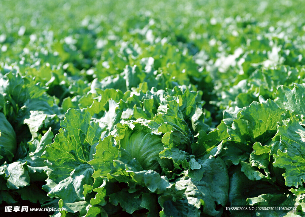 绿色蔬菜种植田