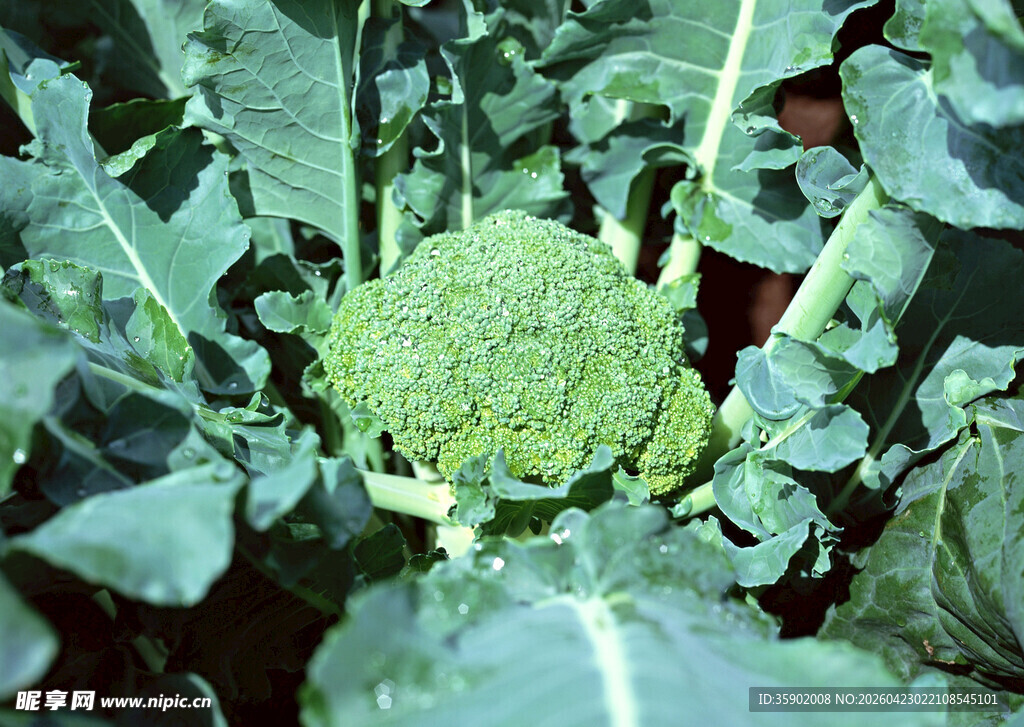 新鲜西兰花特写