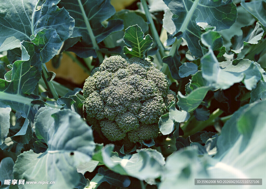 花椰菜被绿叶环绕