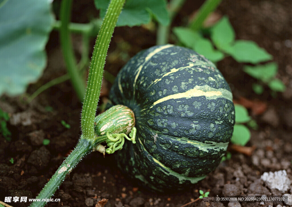 田间生长的嫩绿小南瓜