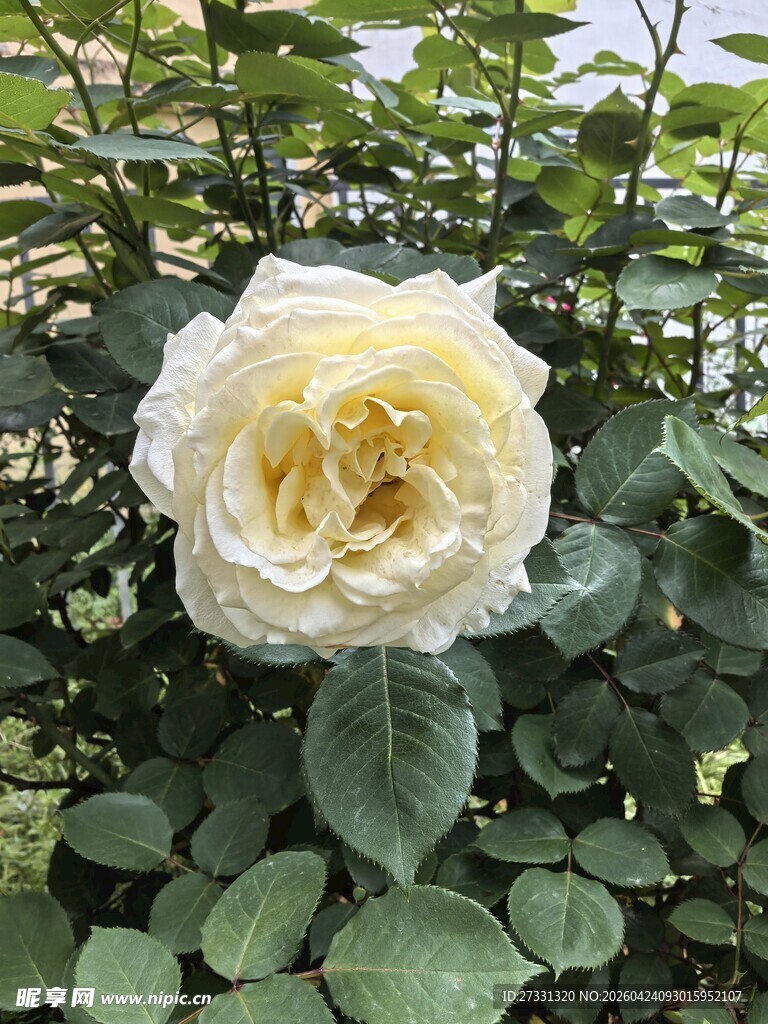 白色月季花特写