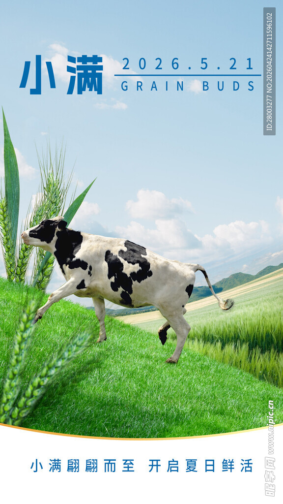 小满时节牛在绿野奔跑