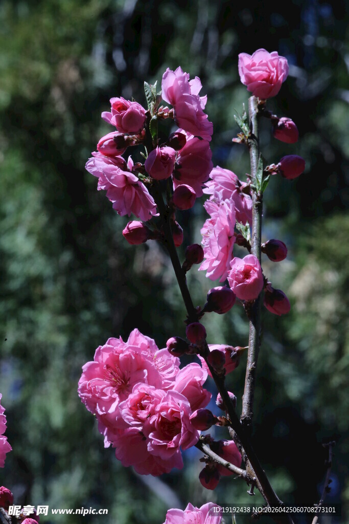 碧桃花  