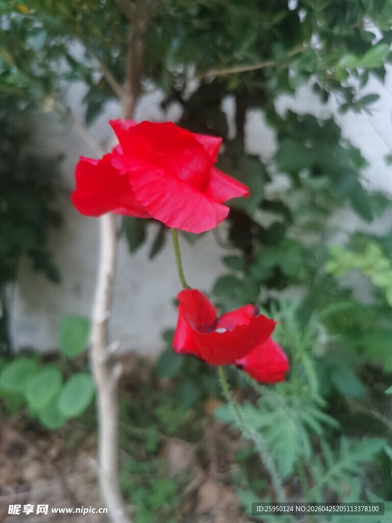 娇艳红花朵绽放于枝头