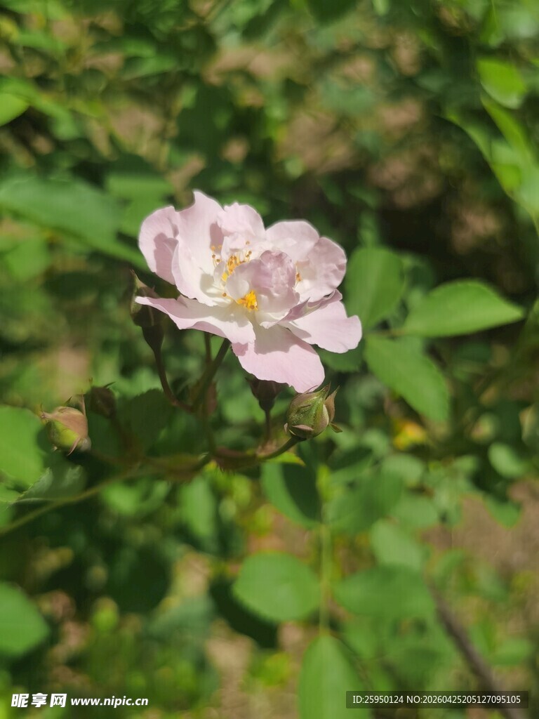 粉色蔷薇花绽放于绿叶间