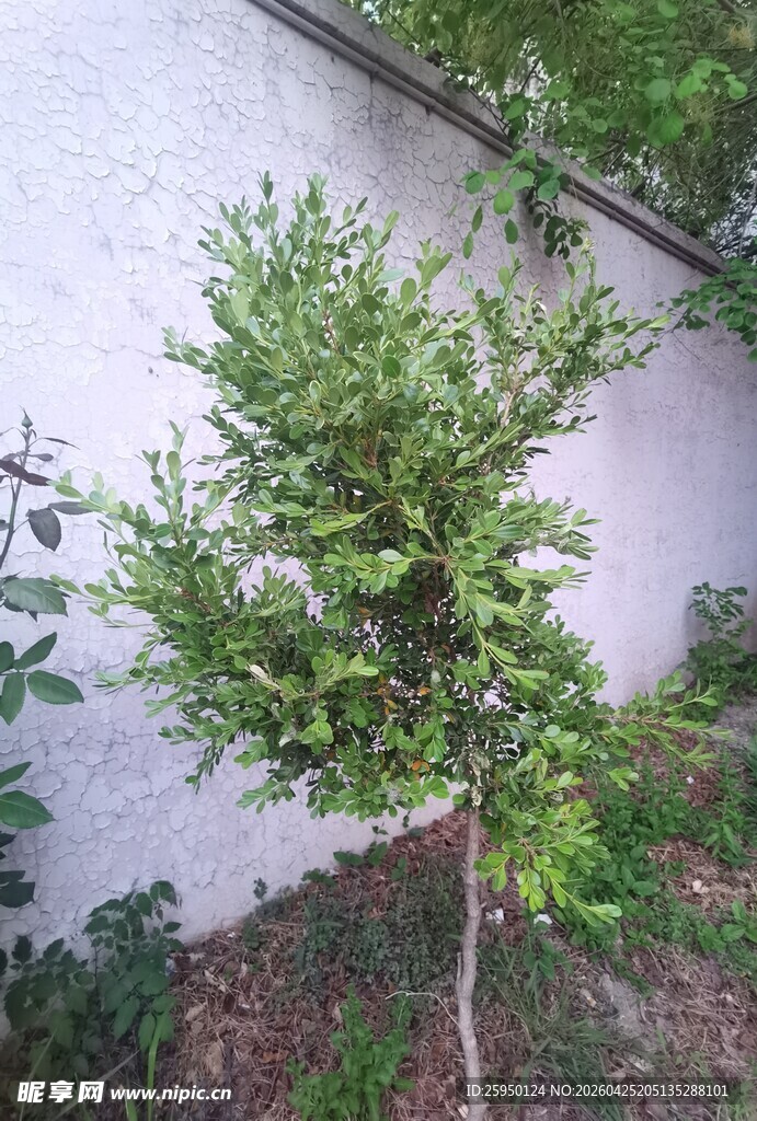 墙边绿植小景