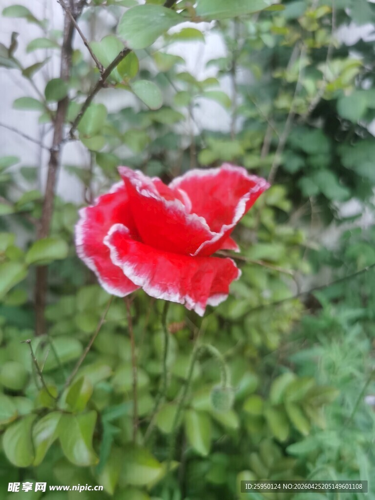 娇艳红花绽放绿叶间