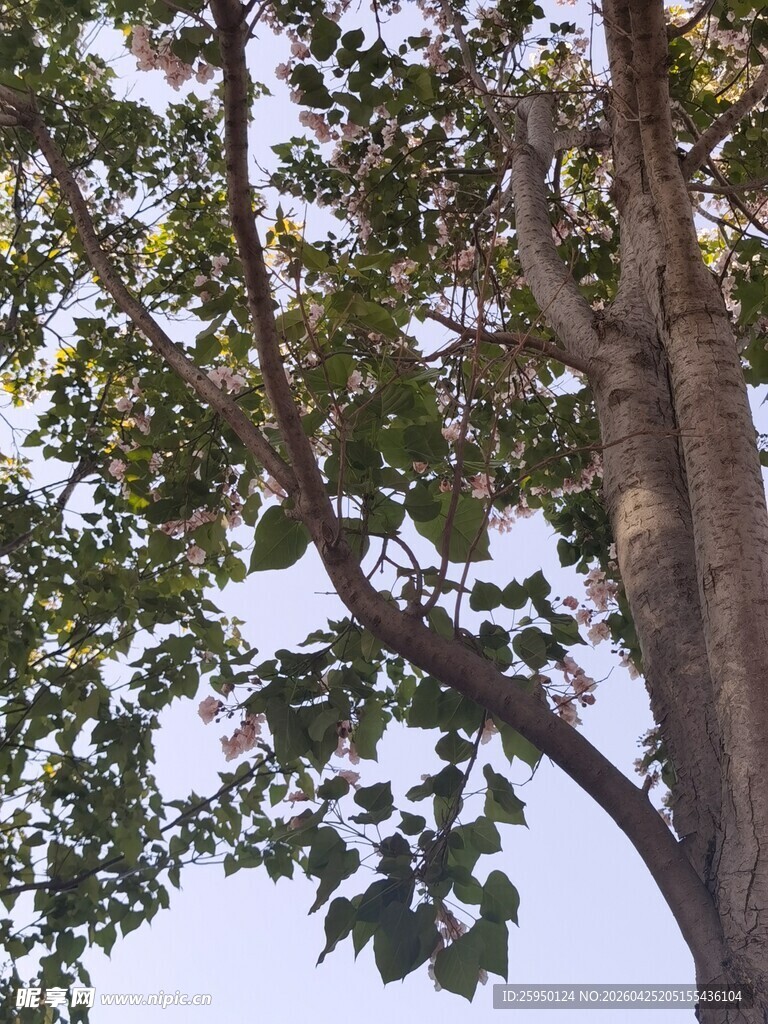 枝叶繁茂的大树