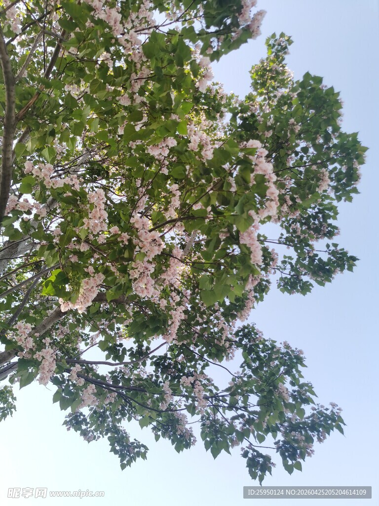 仰视繁花满树的翠绿之景