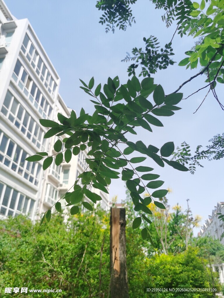 绿树掩映下的现代建筑