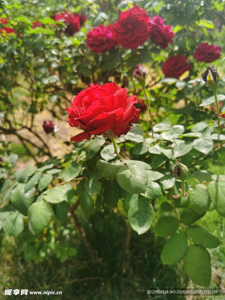 娇艳红玫瑰绽放绿叶间