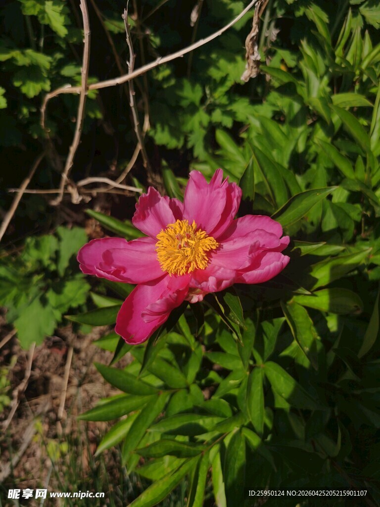 粉色花朵特写