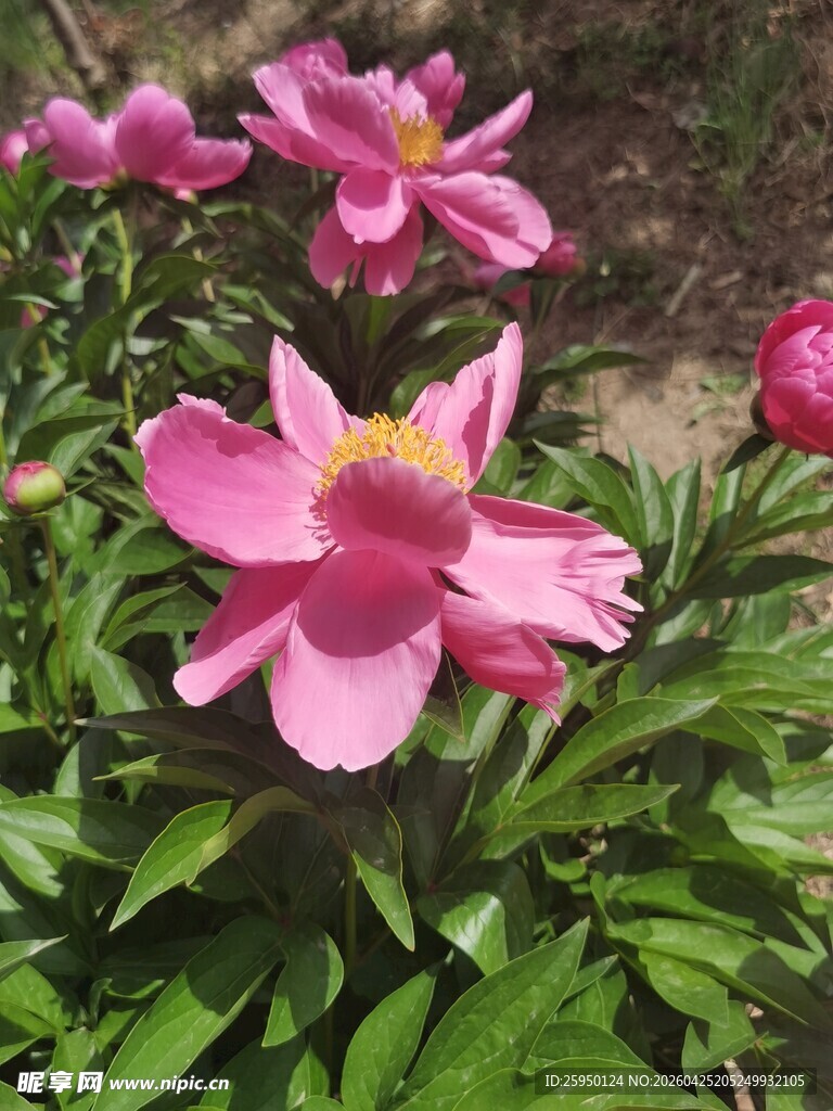 娇艳绽放的粉色花朵
