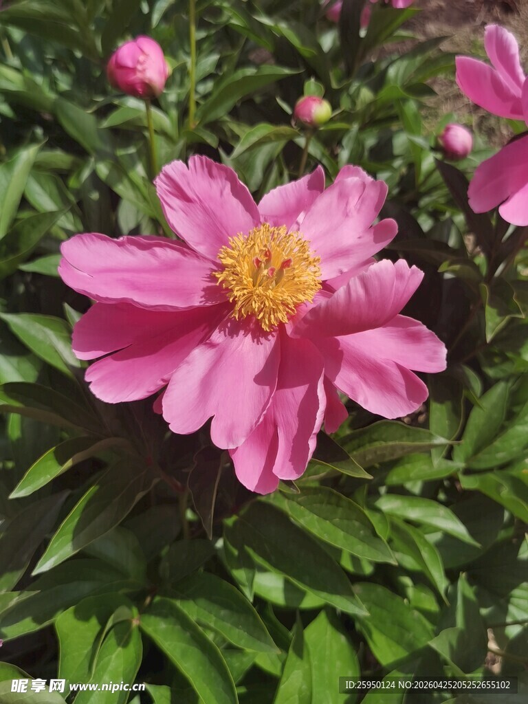 娇艳粉色芍药花绽放