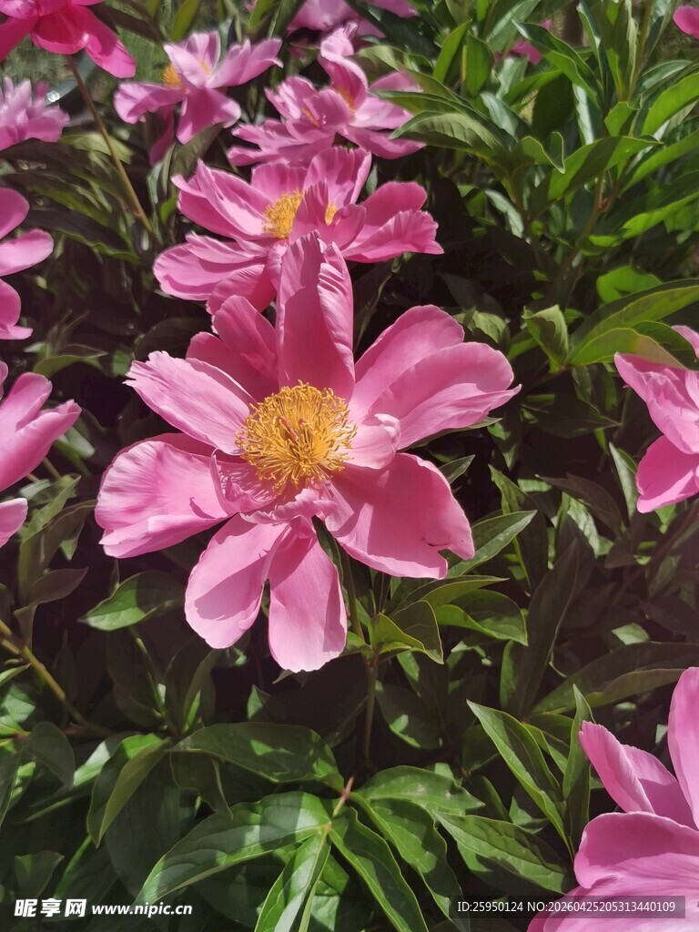 娇艳粉色芍药花绽放