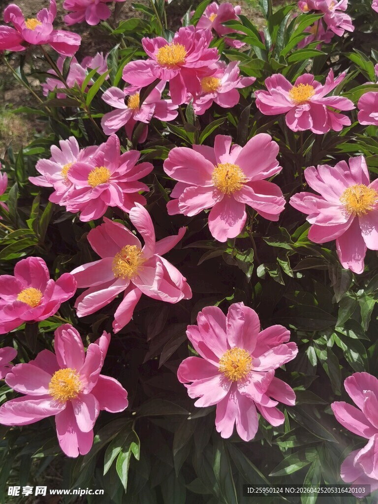 娇艳粉色花朵绽放