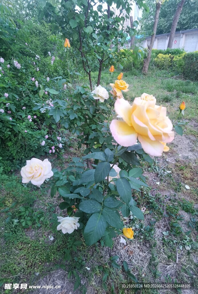 花园中的多彩月季花