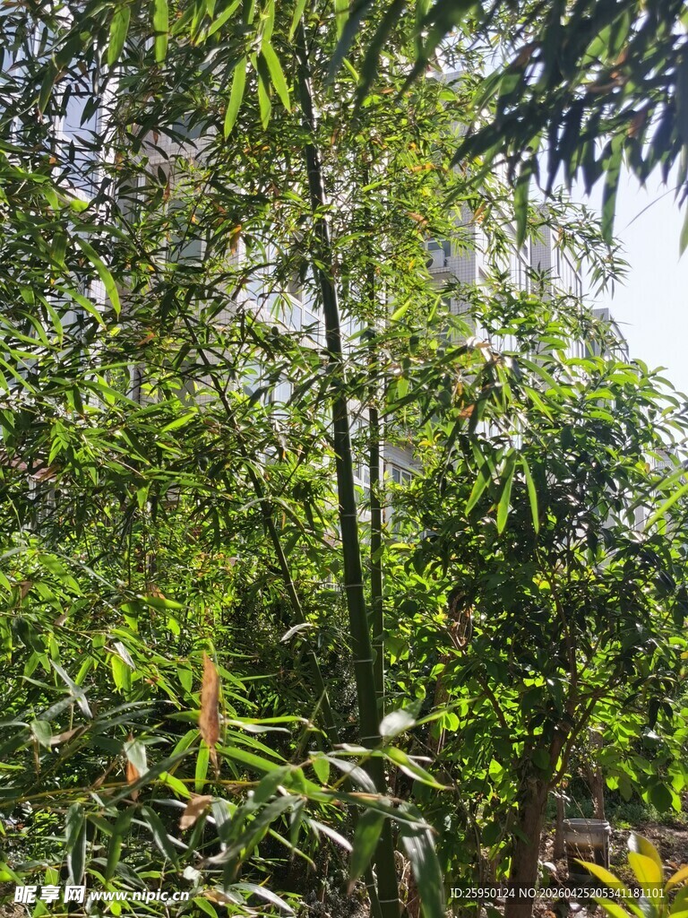 翠绿竹林景观