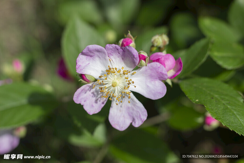 野蔷薇绽放的美丽瞬间