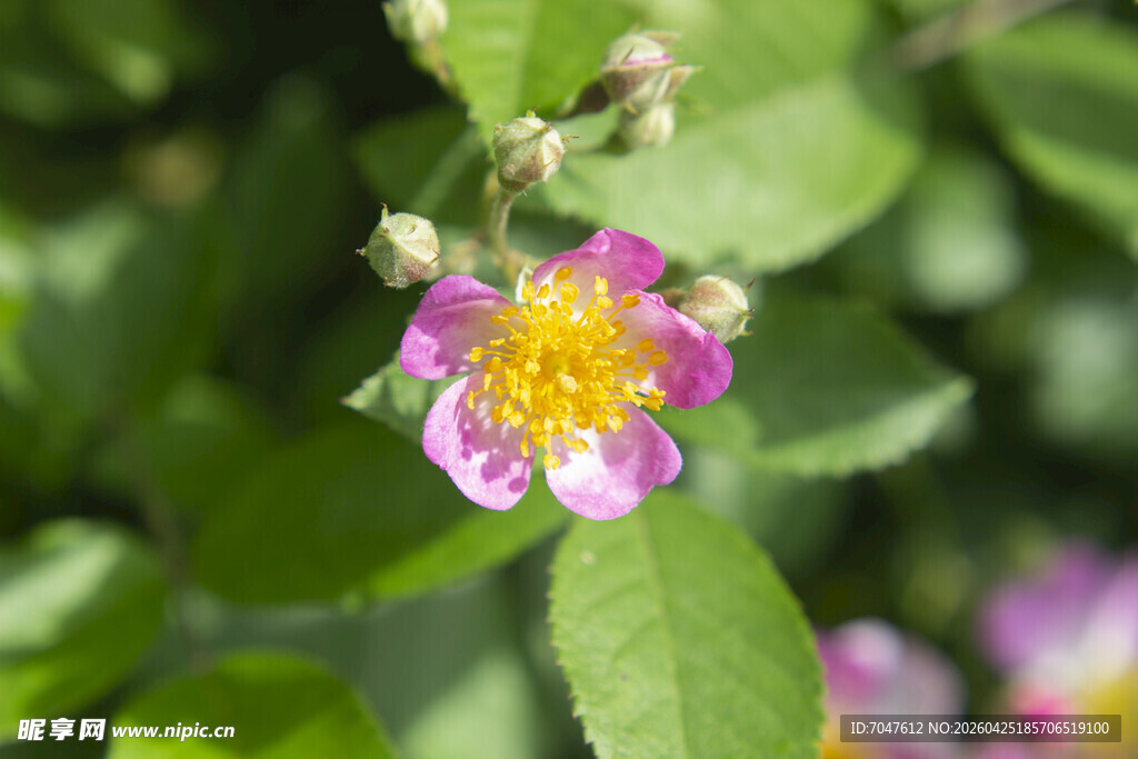 粉色野蔷薇绽放