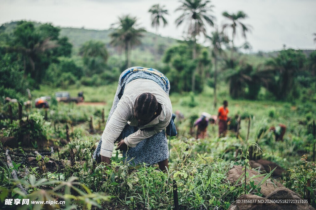 农民田间辛勤劳作场景