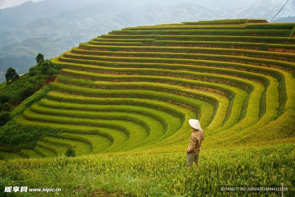 梯田美景中的劳作身影