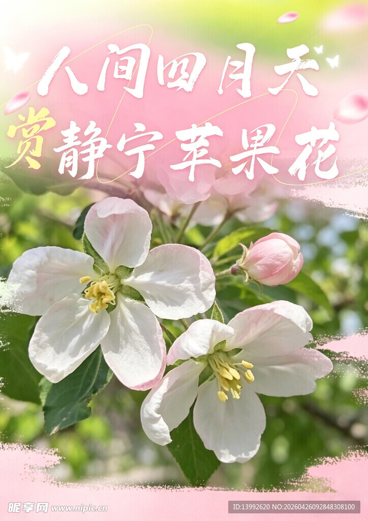 静宁苹果花