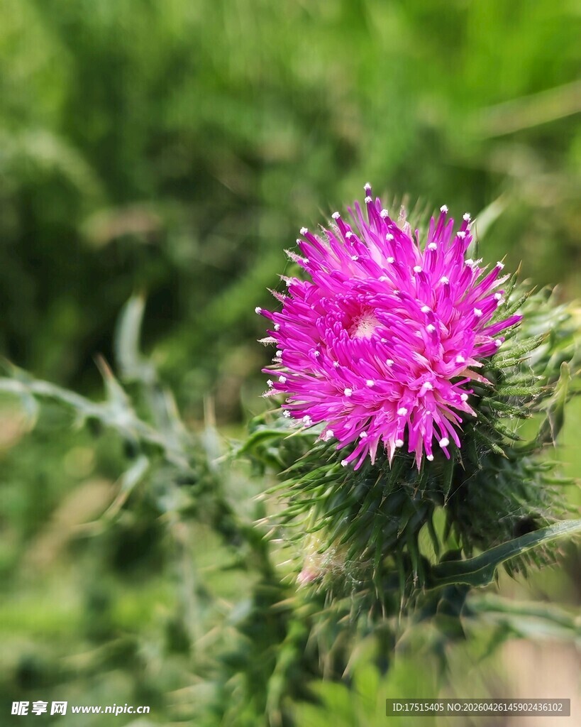 蓟花