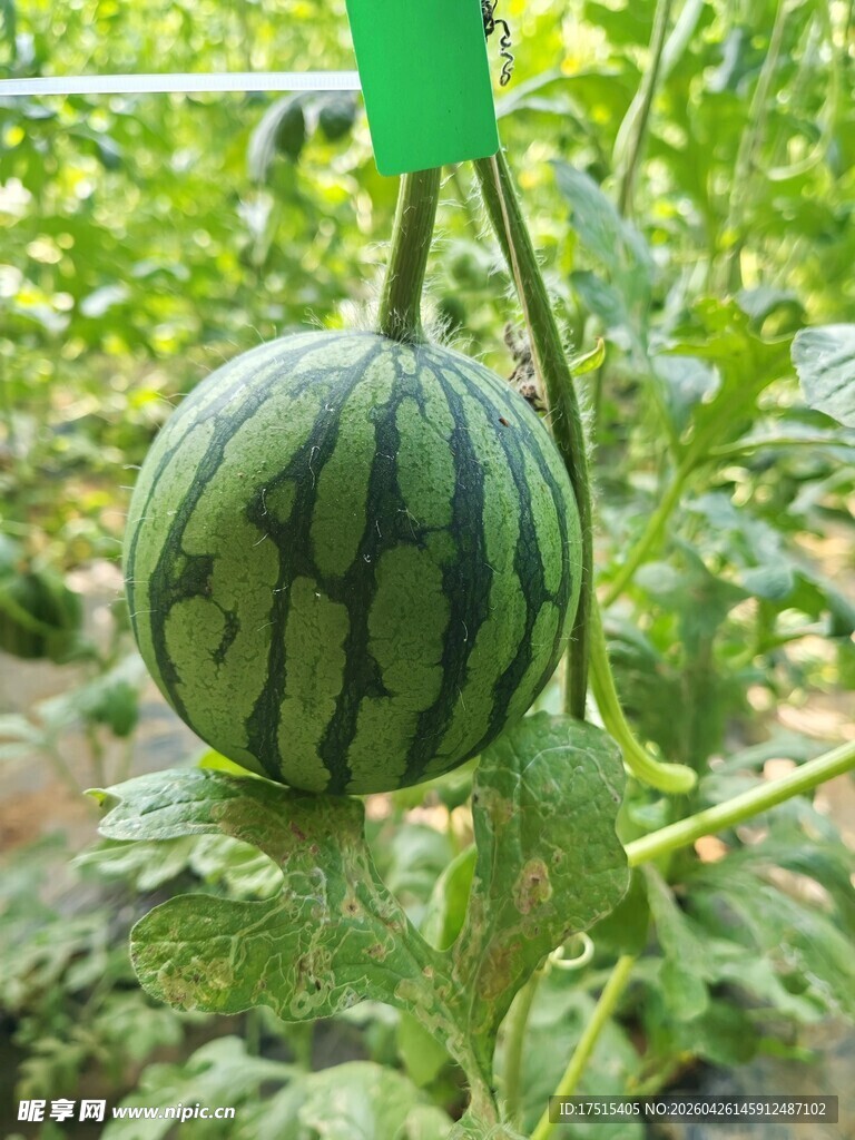 西瓜