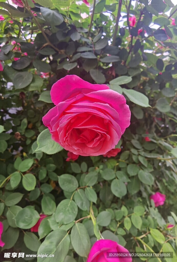 娇艳红玫瑰绽放绿叶间