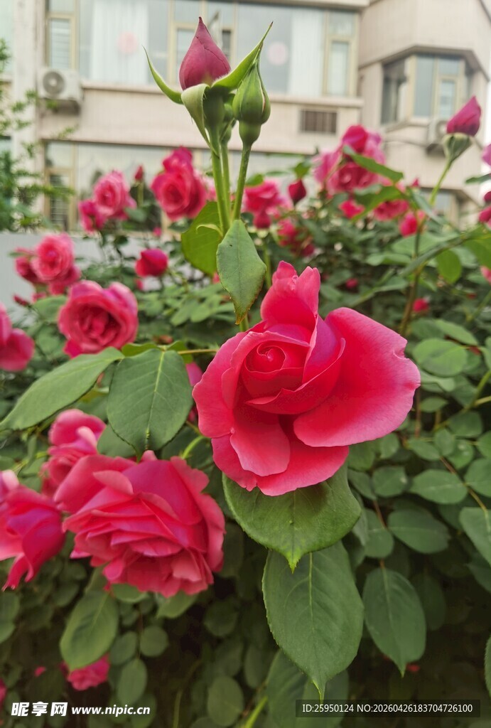 娇艳盛开的红月季花