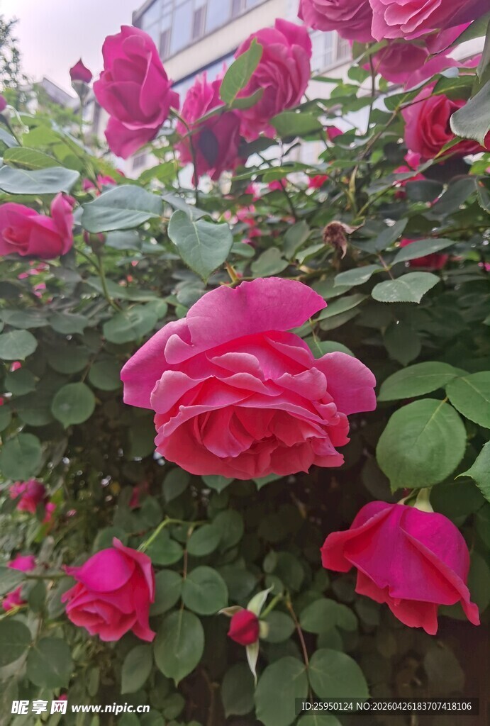 娇艳盛放的粉色月季花