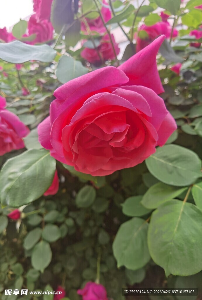 娇艳盛开的红玫瑰